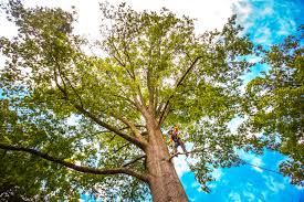 Reliable La Marque, TX Tree Services Solutions